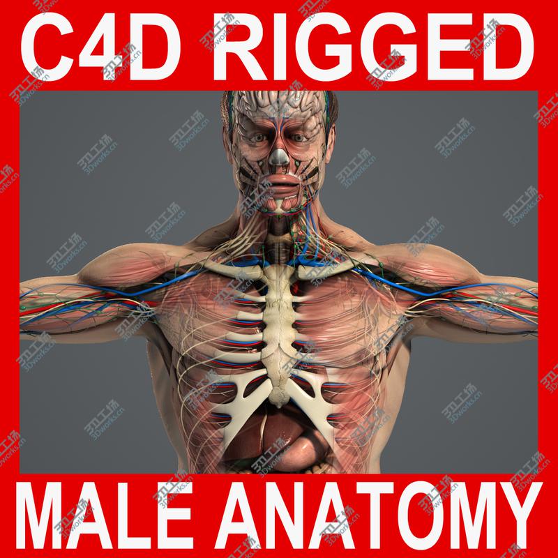images/goods_img/20210113/C4D RIGGED Complete Male Anatomy PACK/1.jpg